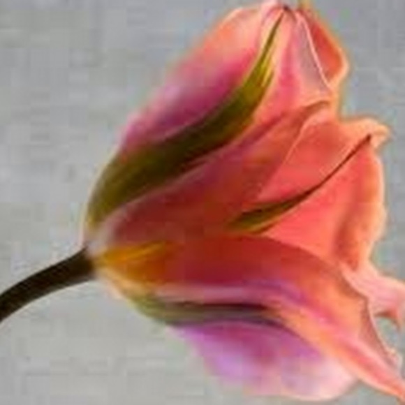 Meet your Posher, Michele - Picture 1 of 1